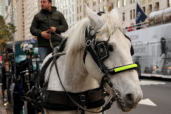 Retired at Twenty: New York City Carriage Horses