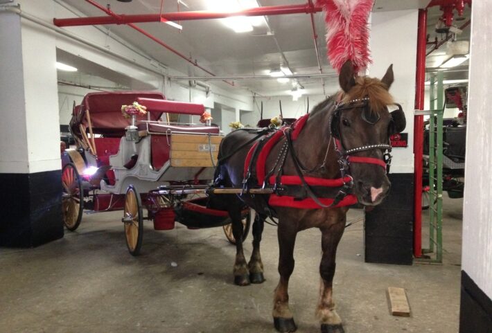 One of 78 horses at Clinton Park Stables. Photo: Tal Trachtman Alroy