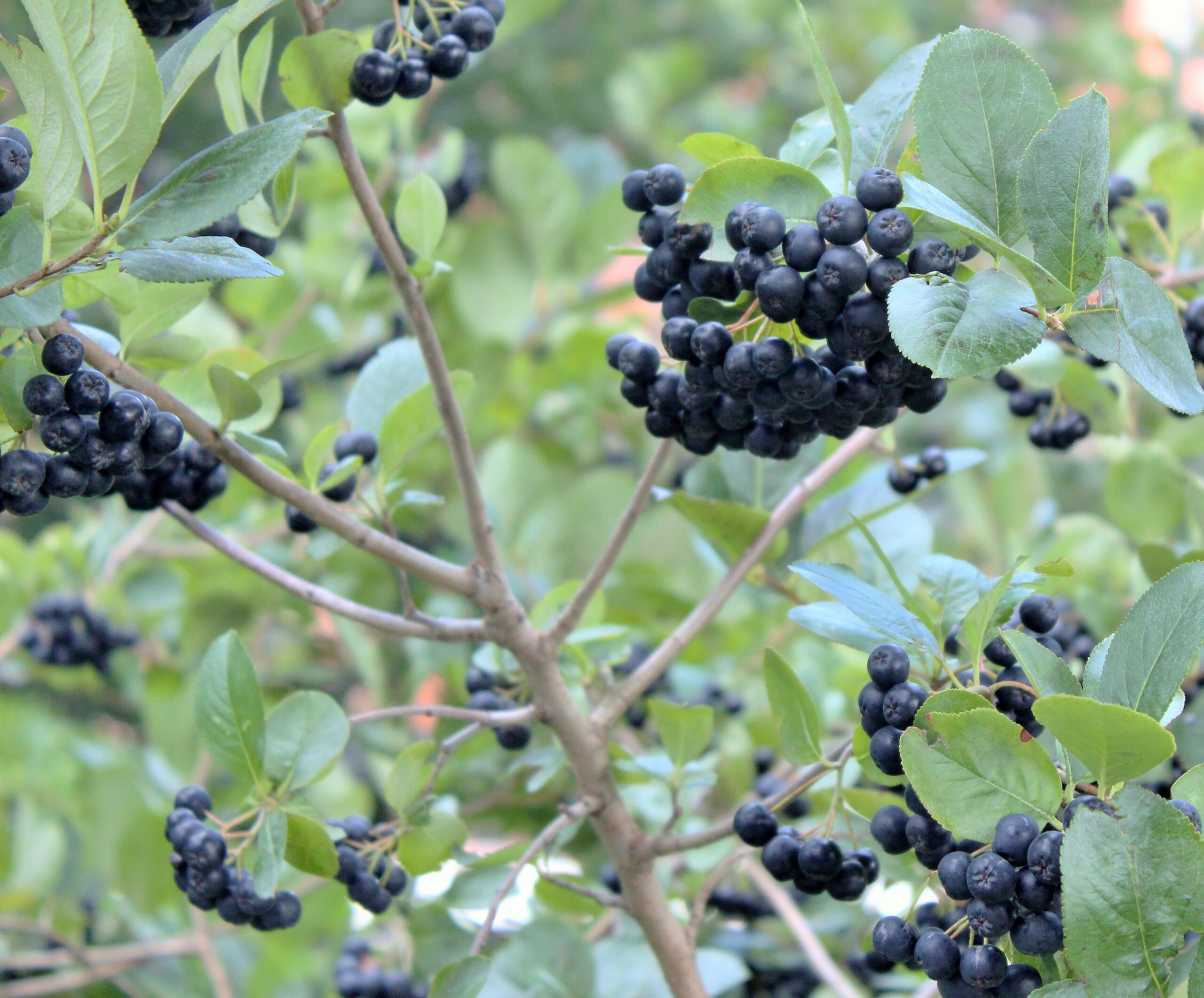 Hidden signs about plant safety confuse High Line visitors