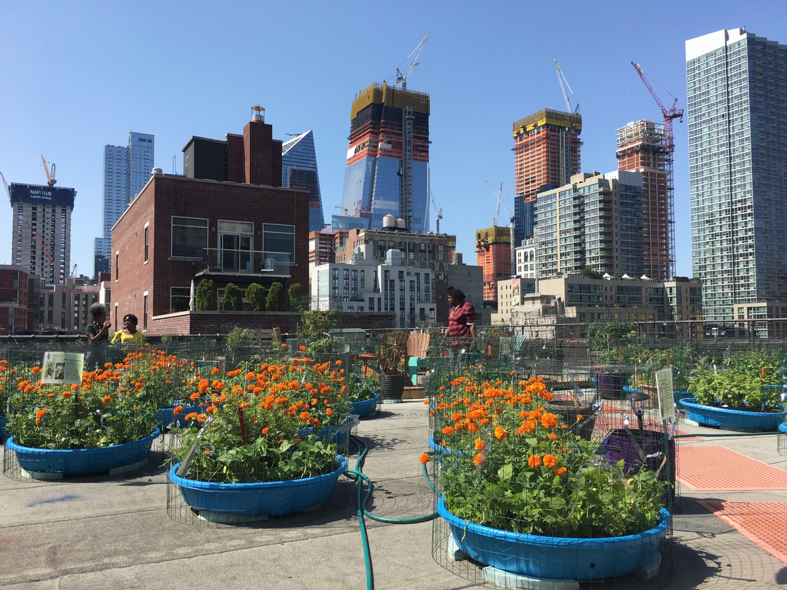 New rooftop farm takes aim at Hell’s Kitchen fresh produce shortage