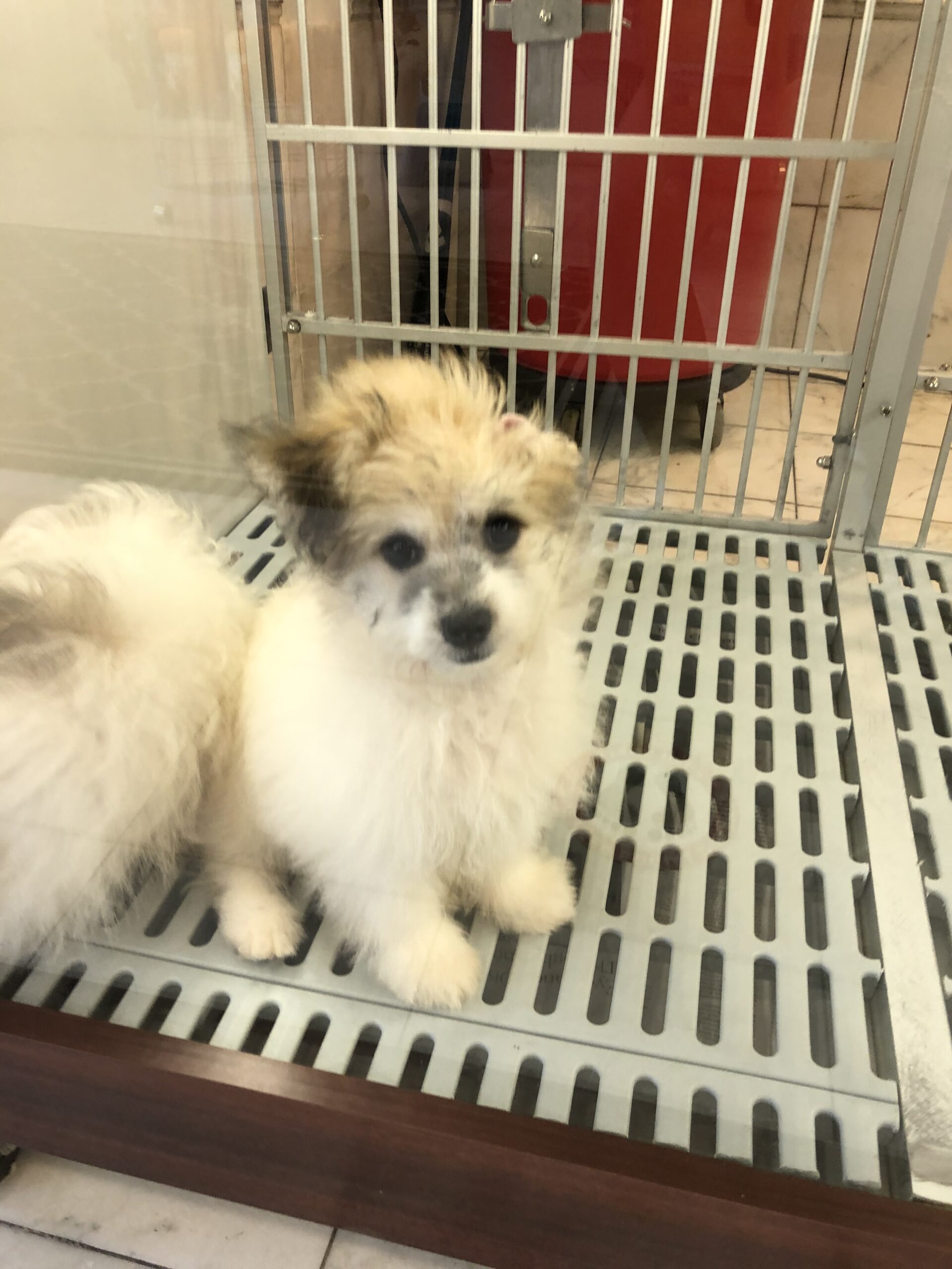 Senate Bill Looking to Ban Pet Stores From Selling Animals Creates Controversy